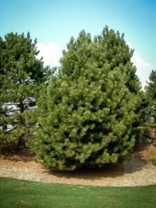 Сосна Чёрная (Pinus Nigra) купить по цене от 270.00р. в интернет-магазине «Посадика» с доставкой почтой в в Нытвае и по всей России – [изображение №1].