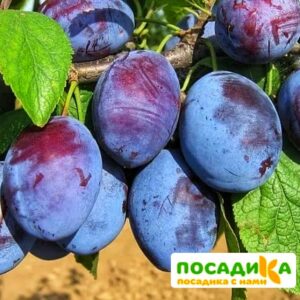 Слива Чачакская ранняя купить по цене от 229.00р. в интернет-магазине «Посадика» с доставкой почтой в в Нытвае и по всей России – [изображение №1].