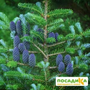 Пихта корейская (Abies koreana) купить по цене от 450.00р. в интернет-магазине «Посадика» с доставкой почтой в в Нытвае и по всей России – [изображение №1].