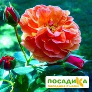 Роза Арабия купить по цене от 350.00р. в интернет-магазине «Посадика» с доставкой почтой в в Нытвае и по всей России – [изображение №1].