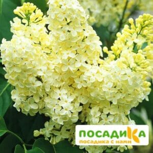 Сирень Примроуз (Primrose) купить по цене от 529.00р. в интернет-магазине «Посадика» с доставкой почтой в в Нытвае и по всей России – [изображение №1].