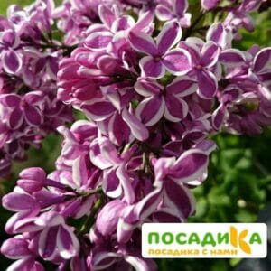 Сирень Сенсация купить по цене от 529.00р. в интернет-магазине «Посадика» с доставкой почтой в в Нытвае и по всей России – [изображение №1].