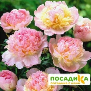 Пион Распберри Сандей (Paeonia Raspberry Sundae) купить по цене от 959р. в интернет-магазине «Посадика» с доставкой почтой в в Нытвае и по всей России – [изображение №1].