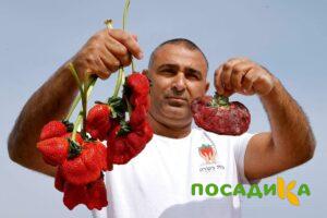 Клубника Гигант Джорнея купить по цене от 266р. в интернет-магазине «Посадика» с доставкой почтой в в Нытвае и по всей России – [изображение №1].