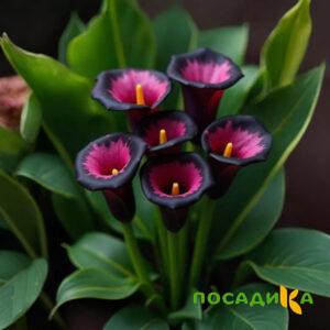 Калла Аура Лейс купить по цене от 400р. в интернет-магазине «Посадика» с доставкой почтой в в Нытвае и по всей России – [изображение №1].