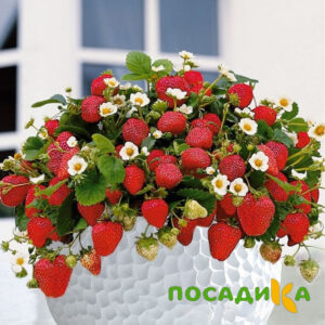 Клубника Рубиновый Шепот (горшечная) купить по цене от 240р. в интернет-магазине «Посадика» с доставкой почтой в в Нытвае и по всей России – [изображение №1].