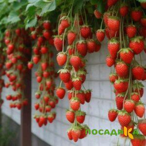 Клубника вьющаяся Комплимент купить по цене от 470р. в интернет-магазине «Посадика» с доставкой почтой в в Нытвае и по всей России – [изображение №1].