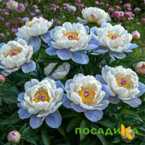 Пион акварельный Этюд купить по цене от 806р. в интернет-магазине «Посадика» с доставкой почтой в в Нытвае и по всей России – [изображение №1].