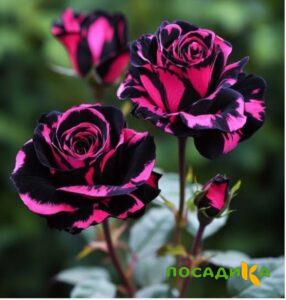 Роза Багровый Шепот купить по цене от 366р. в интернет-магазине «Посадика» с доставкой почтой в в Нытвае и по всей России – [изображение №1].