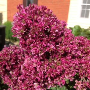 Флокс Филингс купить по цене от 329р. в интернет-магазине «Посадика» с доставкой почтой в в Нытвае и по всей России – [изображение №1].