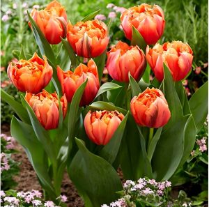 Тюльпан Гудошник Дабл купить по цене от 185р. в интернет-магазине «Посадика» с доставкой почтой в в Нытвае и по всей России – [изображение №1].