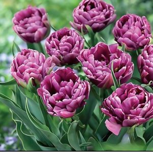 Тюльпан Айс Крим купить по цене от 430р. в интернет-магазине «Посадика» с доставкой почтой в в Нытвае и по всей России – [изображение №1].