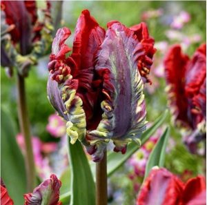 Тюльпан Рококо купить по цене от 350р. в интернет-магазине «Посадика» с доставкой почтой в в Нытвае и по всей России – [изображение №1].