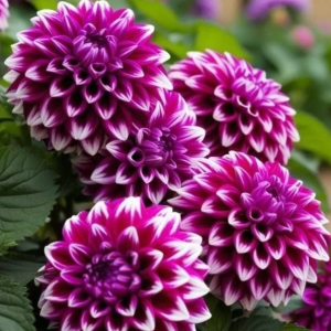 Георгин Кристал Корт купить по цене от 602р. в интернет-магазине «Посадика» с доставкой почтой в в Нытвае и по всей России – [изображение №1].