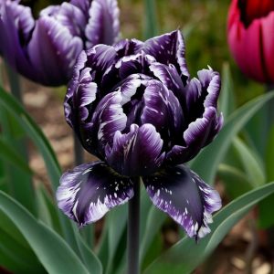Тюльпан Индиго купить по цене от 600р. в интернет-магазине «Посадика» с доставкой почтой в в Нытвае и по всей России – [изображение №1].