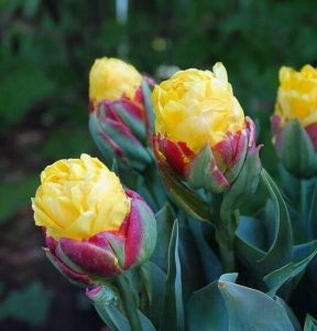 Тюльпан Айс Крим Банана купить по цене от 360р. в интернет-магазине «Посадика» с доставкой почтой в в Нытвае и по всей России – [изображение №1].