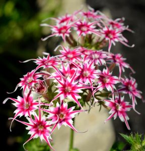 Флокс Метельчатый Путь купить по цене от 456р. в интернет-магазине «Посадика» с доставкой почтой в в Нытвае и по всей России – [изображение №1].