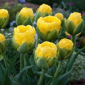 Тюльпан махровый Ванила Коп купить по цене от 159р. в интернет-магазине «Посадика» с доставкой почтой в в Нытвае и по всей России – [изображение №1].