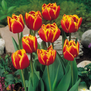 Тюльпан Блэк Фаер купить по цене от 275р. в интернет-магазине «Посадика» с доставкой почтой в в Нытвае и по всей России – [изображение №1].