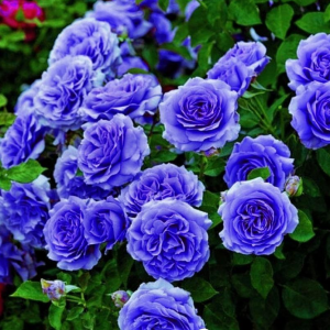Роза Блю Мун купить по цене от 450р. в интернет-магазине «Посадика» с доставкой почтой в в Нытвае и по всей России – [изображение №1].
