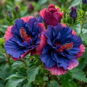 Гибискус Роуз Шайн купить по цене от 360р. в интернет-магазине «Посадика» с доставкой почтой в в Нытвае и по всей России – [изображение №1].