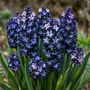 Гиацинт Блум Клауд купить по цене от 2099р. в интернет-магазине «Посадика» с доставкой почтой в в Нытвае и по всей России – [изображение №1].