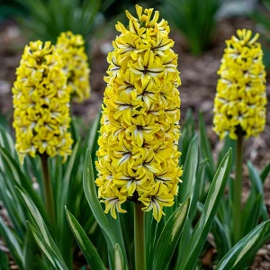 Гиацинт Сансет Голд купить по цене от 2099р. в интернет-магазине «Посадика» с доставкой почтой в в Нытвае и по всей России – [изображение №1].