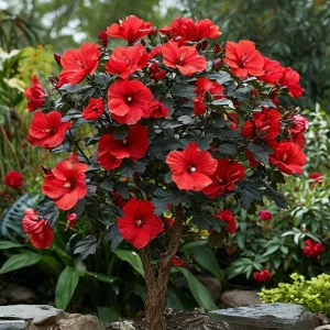 Гибискус Миднайт Роуз купить по цене от 269р. в интернет-магазине «Посадика» с доставкой почтой в в Нытвае и по всей России – [изображение №1].