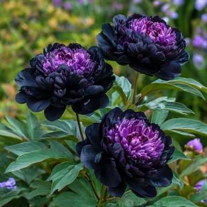 Пион Свэнс Даун купить по цене от 610р. в интернет-магазине «Посадика» с доставкой почтой в в Нытвае и по всей России – [изображение №1].