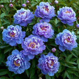 Пион Голубой лотос купить по цене от 590р. в интернет-магазине «Посадика» с доставкой почтой в в Нытвае и по всей России – [изображение №1].