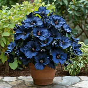 Гибискус Селестиал Флейм купить по цене от 326р. в интернет-магазине «Посадика» с доставкой почтой в в Нытвае и по всей России – [изображение №1].