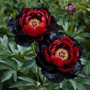 Пион Эбеновый Рубин купить по цене от 419р. в интернет-магазине «Посадика» с доставкой почтой в в Нытвае и по всей России – [изображение №1].