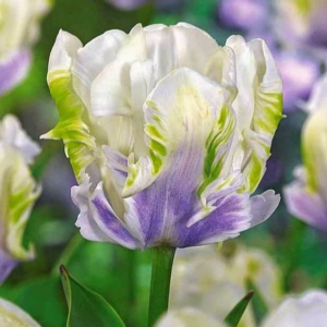 Тюльпан Уайт Лизарт купить по цене от 360р. в интернет-магазине «Посадика» с доставкой почтой в в Нытвае и по всей России – [изображение №1].