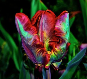 Тюльпан Эирпрайз купить по цене от 270р. в интернет-магазине «Посадика» с доставкой почтой в в Нытвае и по всей России – [изображение №1].