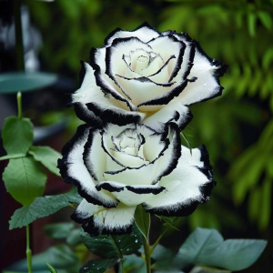 Роза Силк Ивин купить по цене от 319р. в интернет-магазине «Посадика» с доставкой почтой в в Нытвае и по всей России – [изображение №1].