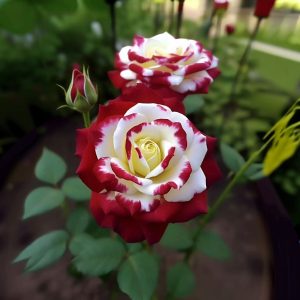 Роза Роял Глом купить по цене от 401р. в интернет-магазине «Посадика» с доставкой почтой в в Нытвае и по всей России – [изображение №1].