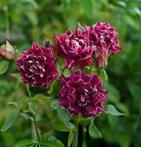 Роза Опаловый Пейзаж купить по цене от 490р. в интернет-магазине «Посадика» с доставкой почтой в в Нытвае и по всей России – [изображение №1].