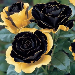 Роза Ханни Сикл купить по цене от 700р. в интернет-магазине «Посадика» с доставкой почтой в в Нытвае и по всей России – [изображение №1].