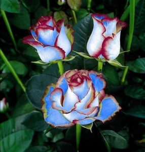 Роза Сафайер Пэтл купить по цене от 450р. в интернет-магазине «Посадика» с доставкой почтой в в Нытвае и по всей России – [изображение №1].