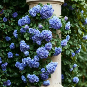 Роза плетистая Блю Перпл купить по цене от 540р. в интернет-магазине «Посадика» с доставкой почтой в в Нытвае и по всей России – [изображение №1].